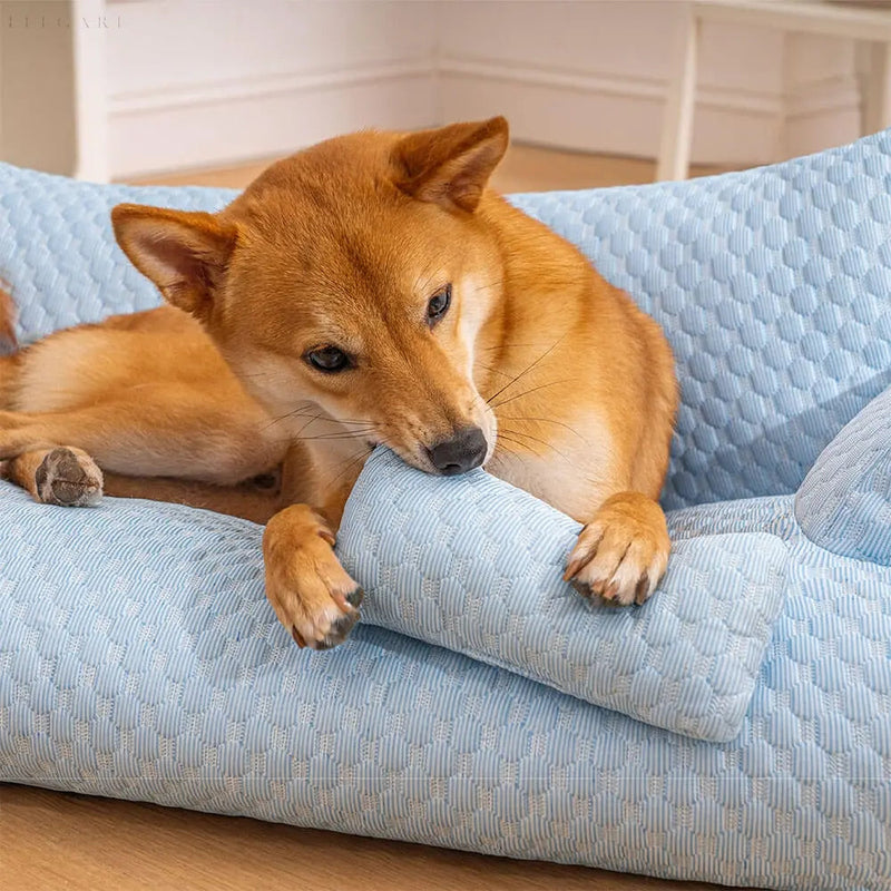Hund in blauem, waschbarem Plüschbett, bequemes Tierbett, elegantes Design.