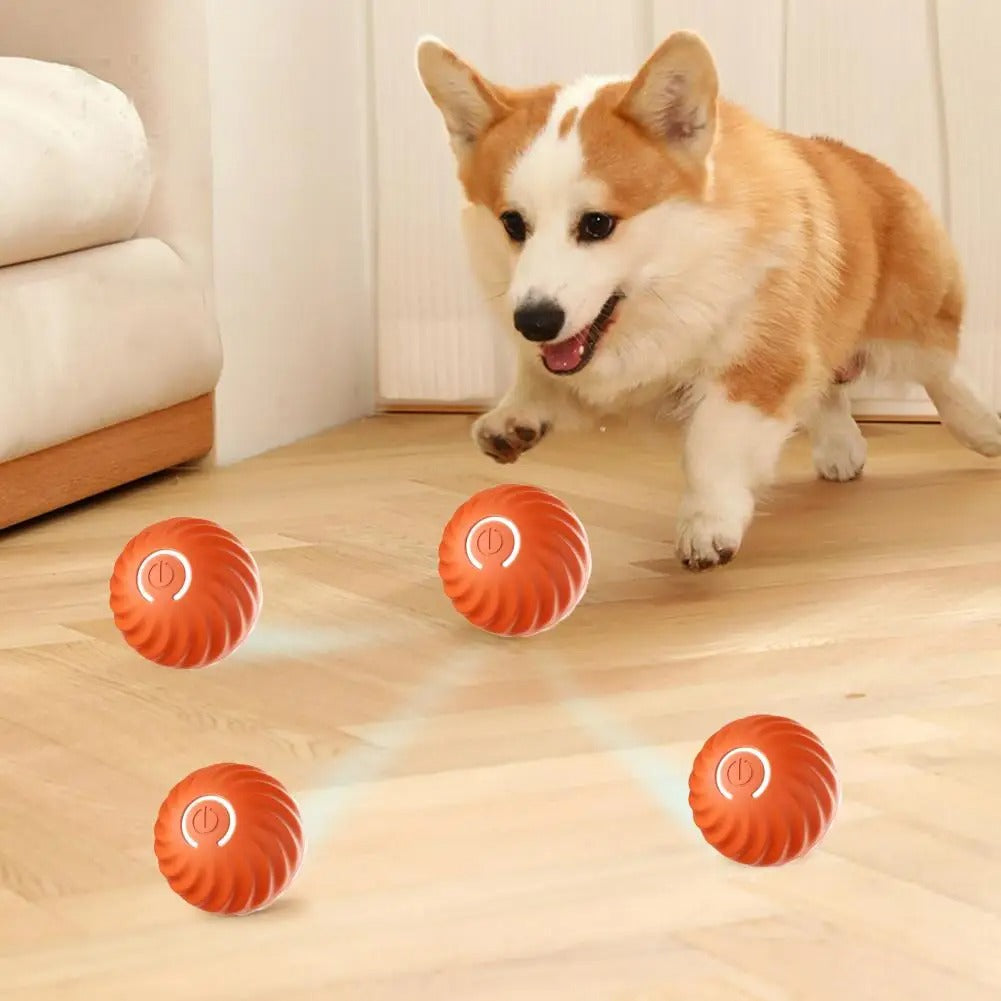 Corgi spielt mit roten interaktiven Hundebällen auf Holzboden, Haustier-Spielzeug, Bewegung.