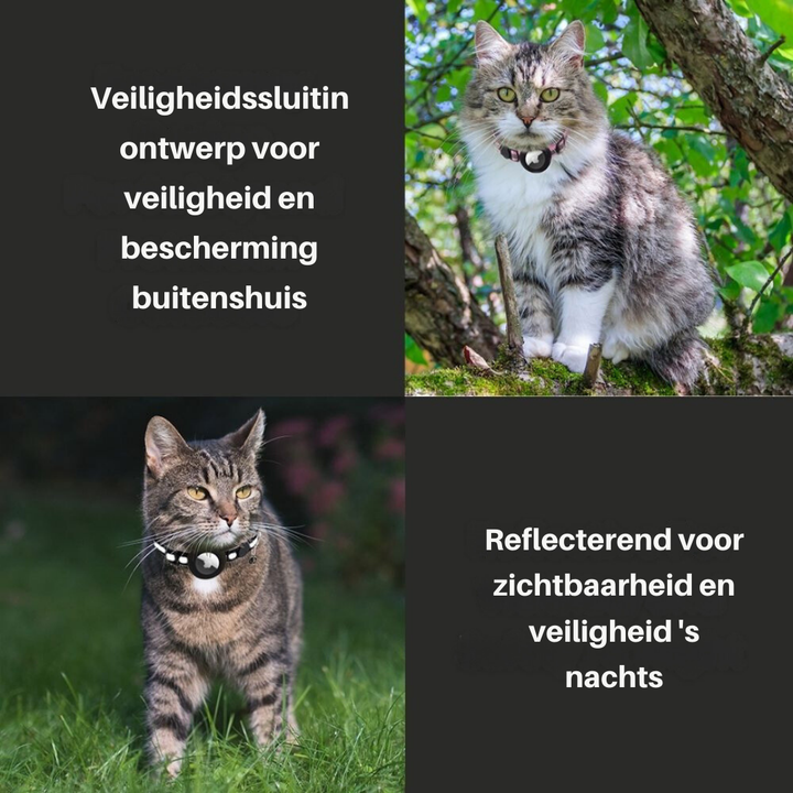 Zwei Katzen mit reflektierenden Halsbändern für Sicherheit und Sichtbarkeit im Freien.
