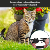 Getigerte Katze mit Sicherheits-Halsband vor Blumentopf im Garten.