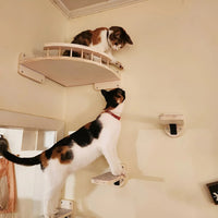 Zwei Katzen auf Wandregalen aus Holz, spielend und kletternd, in einem Wohnzimmer.